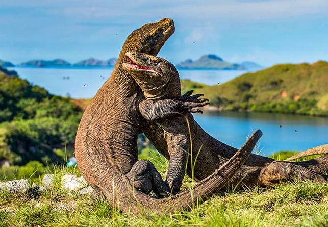 Destinasi Wisata Pulau Komodo: Menyelami Keindahan dan Keunikan Pulau Komodo