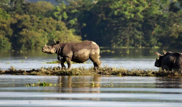 Taman Nasional Ujung Kulon: Keajaiban Alam di Ujung Barat Jawa