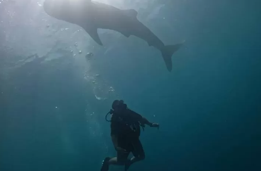 keindahan Whale Shark Diving