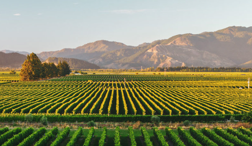 keindahan Marlborough Wine Region