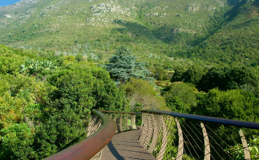 Keindahan Kirstenbosch National Botanical Garden