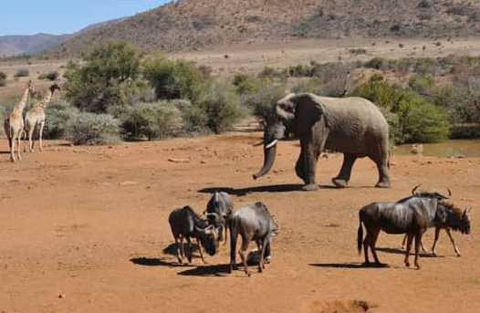 Keindahan Pilansberg Game Reserve