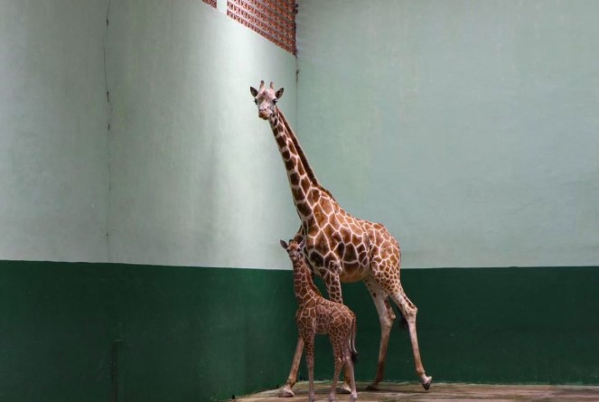 Taman Safari Prigen Tambah Koleksi Bagi Para Pengunjung