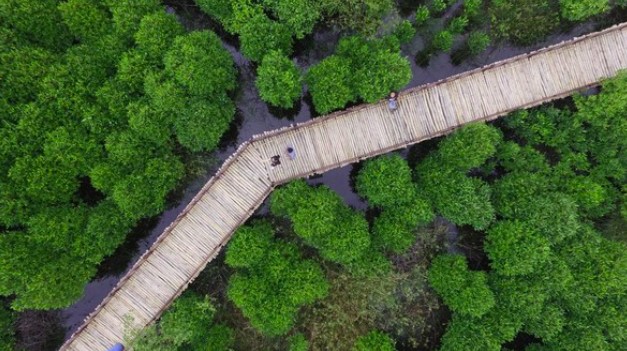 Mangrove Wonorejo Perkenalkan Fasilitas Edukasi Terbaru